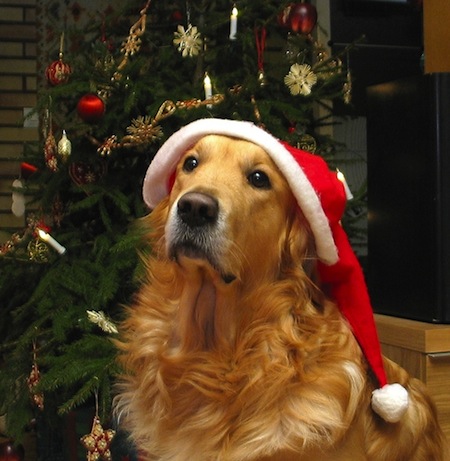 Christmas Golden Retriever